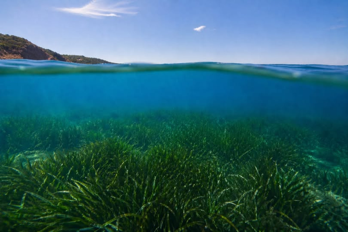 Guíxols des del Carrer vol un major control i protecció de la posidònia