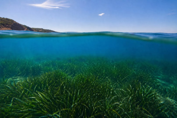 Guíxols des del Carrer vol un major control i protecció de la posidònia